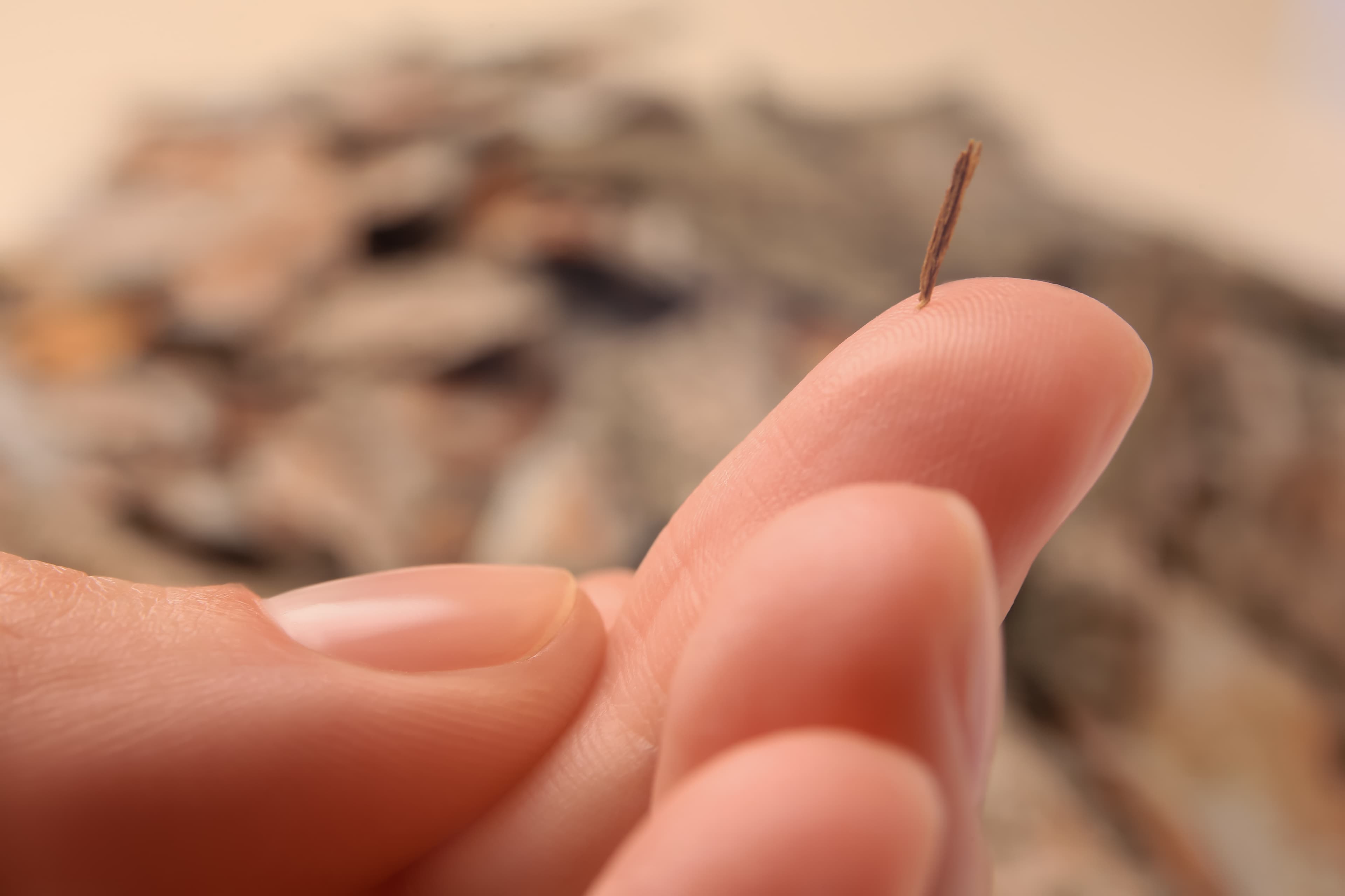 Splinter